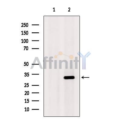 Валидация Affinity DF12147 - 6332