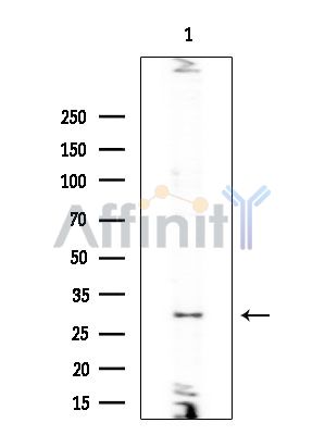 Валидация Affinity DF7393 - 19124