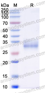 AHG11003, SDS-PAGE