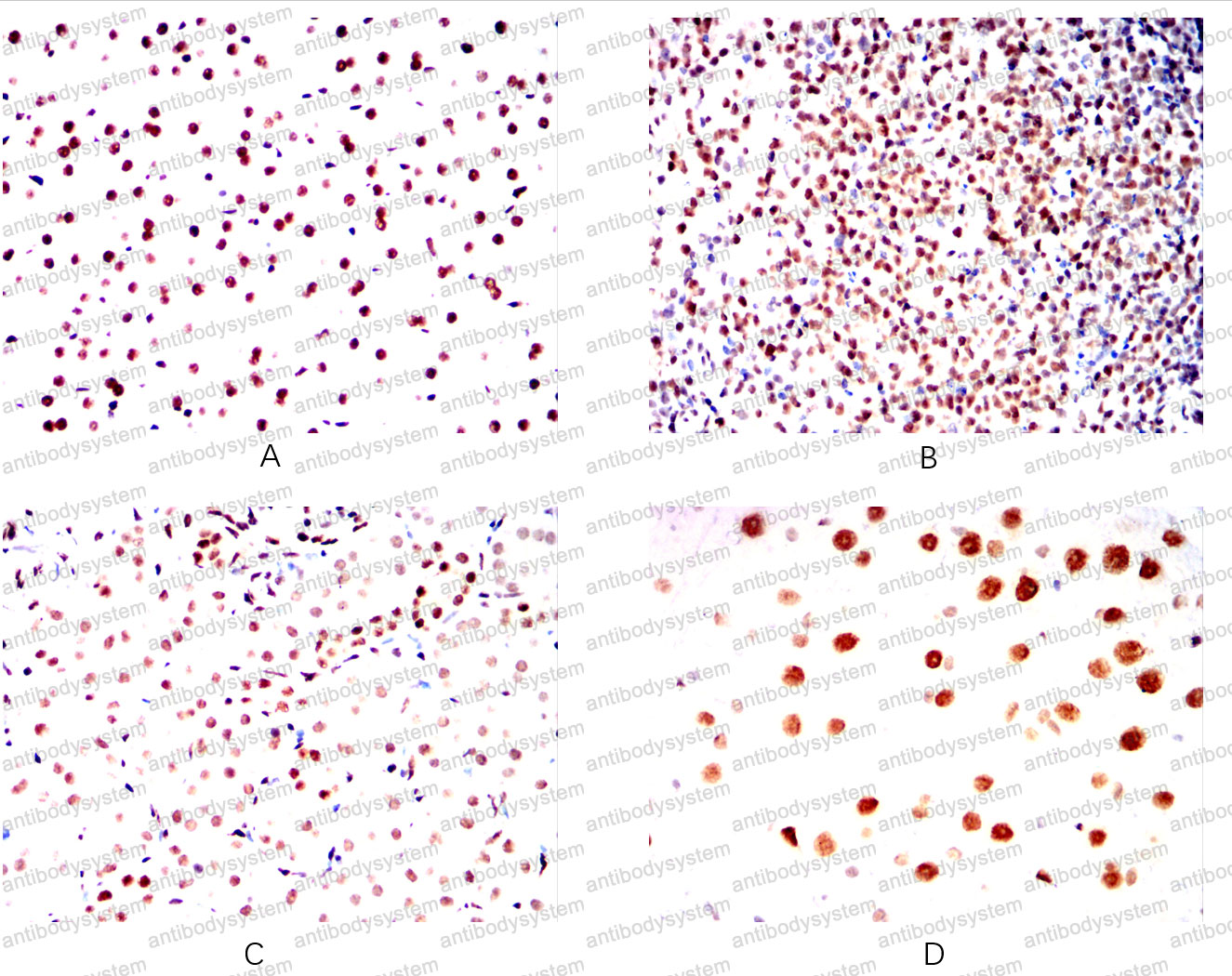 Валидация AntibodySystem RHH16301 (3205)