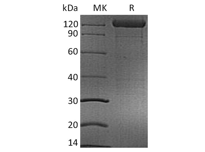 Валидация Elabscience PKSH033504(3808)