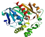 Epoxide Hydrolase 4 (EPHX4)