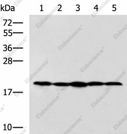 Вестерн-блоттинг, RPS11, клетки Jurkat, NIH/3T3, Raji, 231 и A172