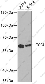 Вестерн-блоттинг, TCF4, различные клеточные линии