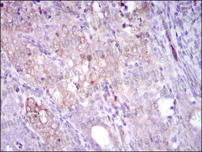 Валидация AntibodySystem RHG56101 (2984)