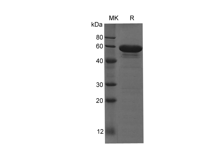 Валидация Elabscience PDEH100766(210)
