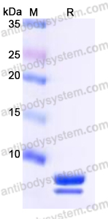 YHP03201, SDS-PAGE