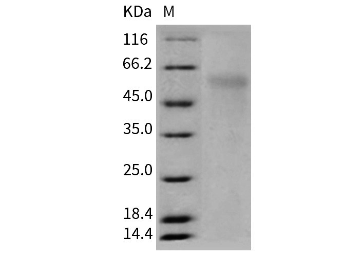 Валидация Elabscience PKSM040410(4409)