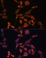 Валидация AssayVector ARM2177(3554)