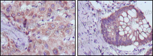 Валидация AntibodySystem RHF93201