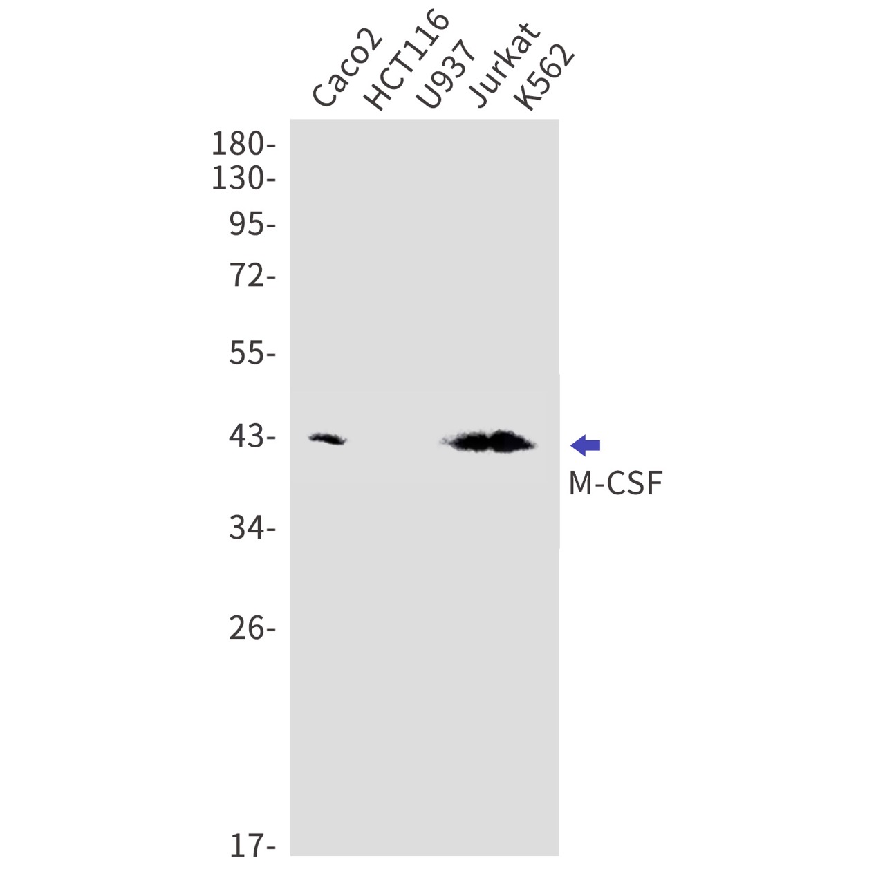 Валидация WB - AssayVector ARM1811 (813)