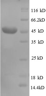 SDS-PAGE