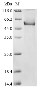 SDS-PAGE
