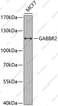 Вестерн-блоттинг, GABBR2, клетки MCF-7