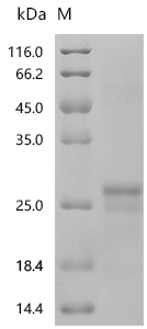 SDS-PAGE