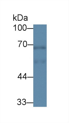 12742