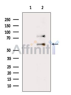 Валидация Affinity DF15586 - 12002