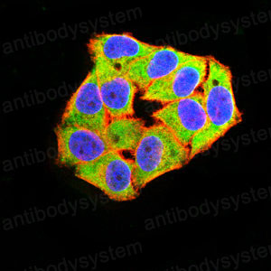 Валидация IF - AntibodySystem RHE54003