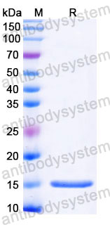 Валидация SDS-PAGE - AntibodySystem RZZ01816