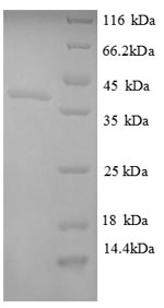 SDS-PAGE