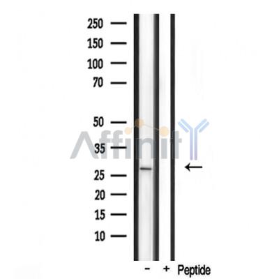 Валидация Affinity DF3596 - 14559