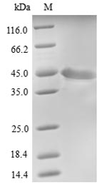 SDS-PAGE