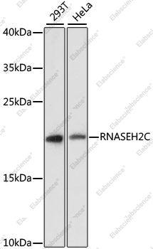 Вестерн-блоттинг, RNASEH2C, различные клеточные линии