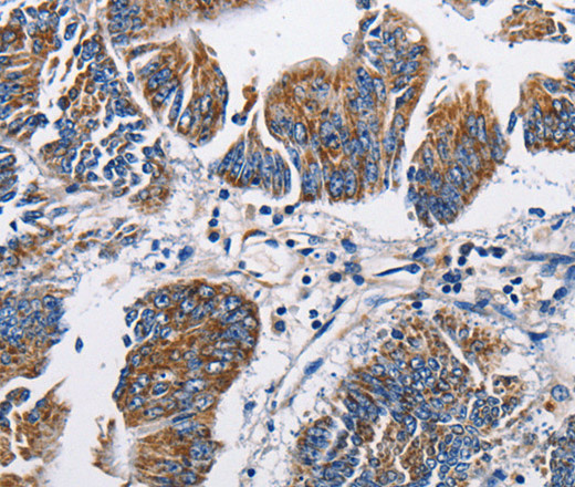 Валидация Elabscience E-AB-10956