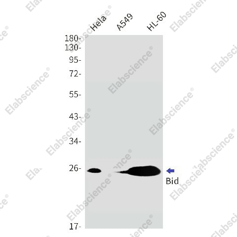 Вестерн-блоттинг, Bid, клетки HeLa, A549, HL-60