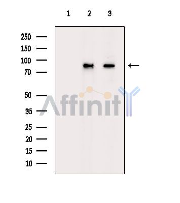 Валидация Affinity DF14337 - 10238