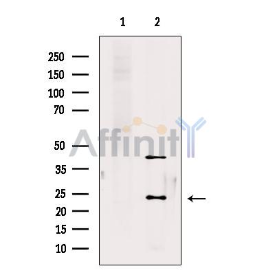 Валидация Affinity DF7582 - 19348