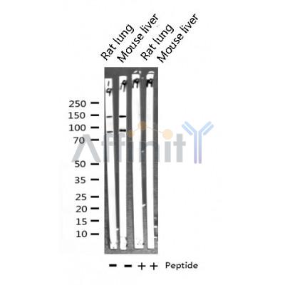 Валидация Affinity AF6123 - 3339