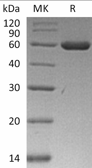 Валидация Elabscience PKSH033262(3601)