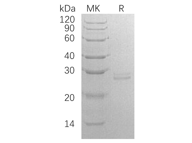 Валидация Elabscience PKSH033347(3678)