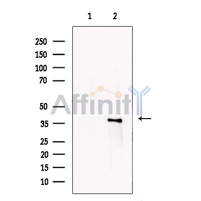 Валидация Affinity AF6188 - 3415