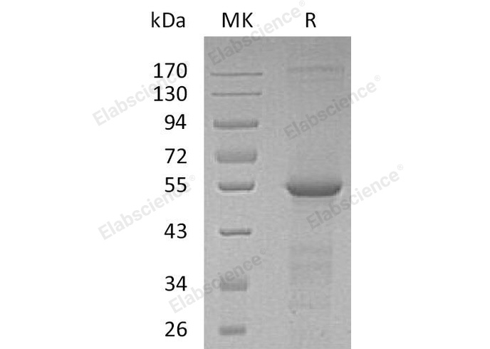 Валидация Elabscience PKSH033158(3513)