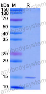 Валидация SDS-PAGE - AntibodySystem RHG13202