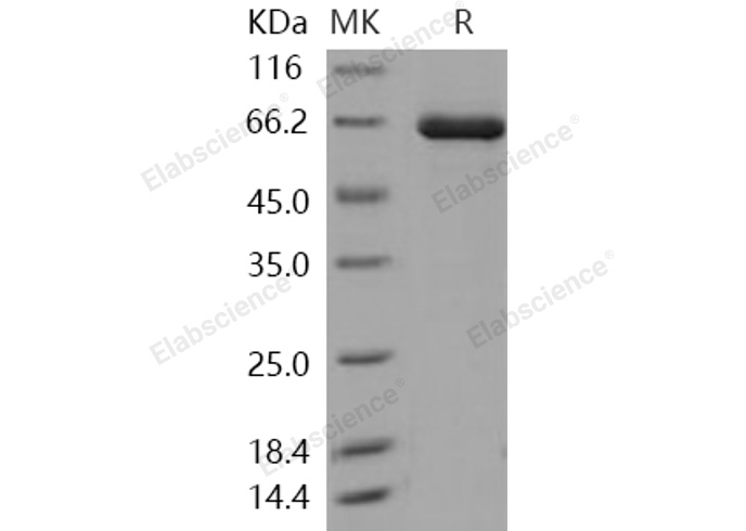 Валидация Elabscience PKSH030363(1301)