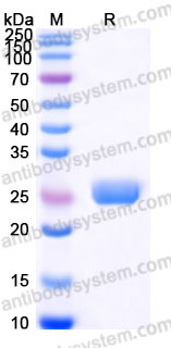 AMA30302, SDS-PAGE