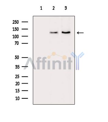 Валидация Affinity DF15549 - 11950