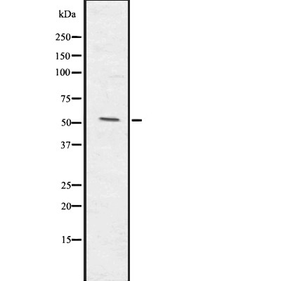 Валидация Affinity DF7708 - 19492