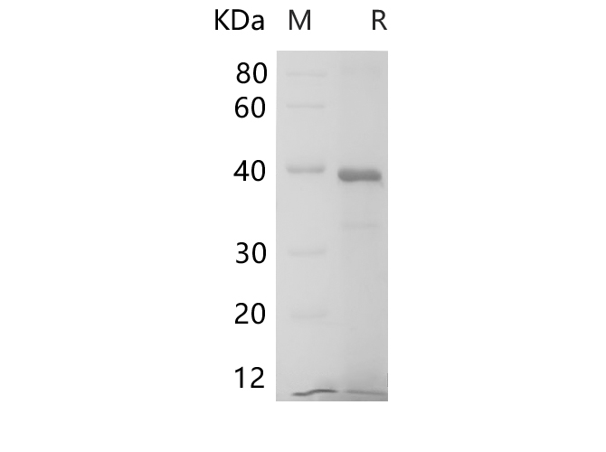 Валидация Elabscience PDEH100701(176)