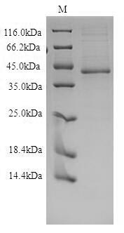 SDS-PAGE