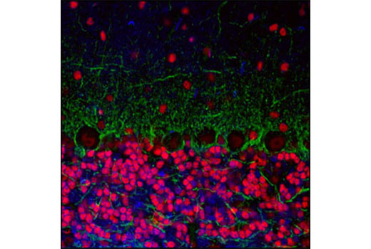 Валидация AssayVector ARM2565(4637)