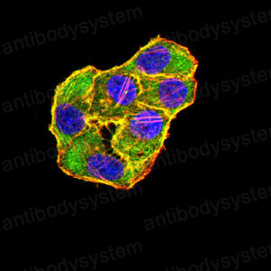 Валидация IF - AntibodySystem RHJ51002