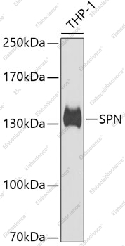 Вестерн-блоттинг, SPN, клетки THP-1