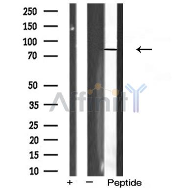 Валидация Affinity AF5242 - 2731