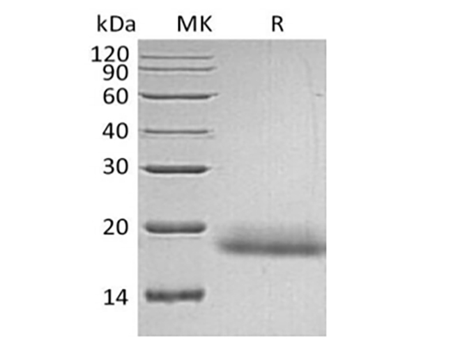 Валидация Elabscience PKSH033876(4110)