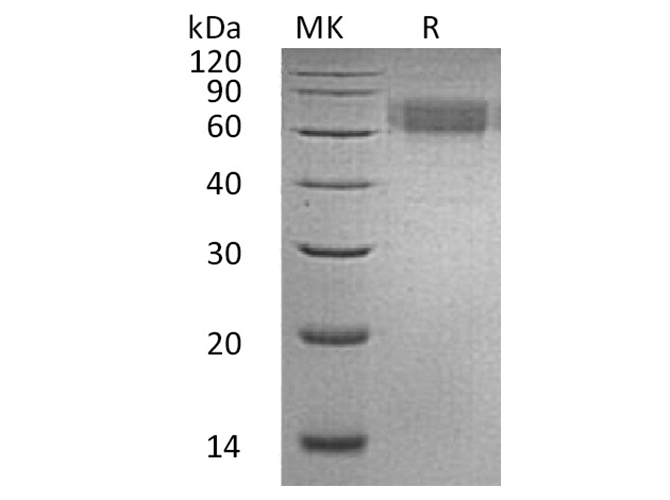 Валидация Elabscience PKSH033423(3748)