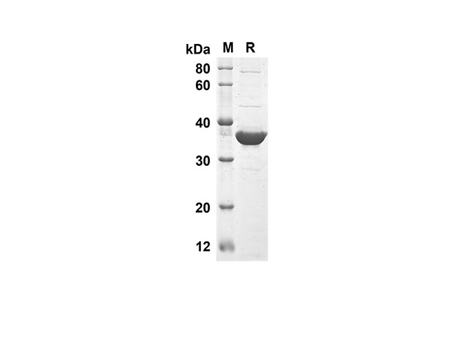 Валидация Elabscience PDEM100133(486)